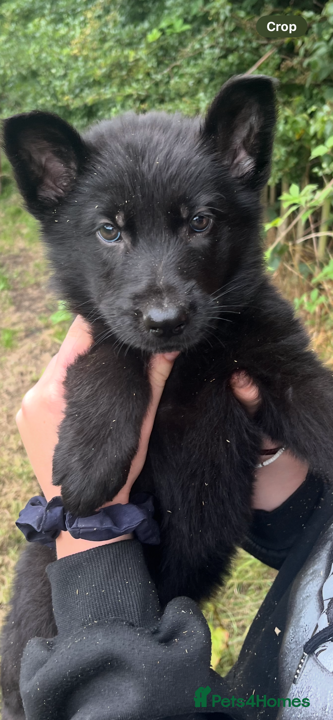 German Shepherd dogs for sale: German shepherd puppies  - Image 1