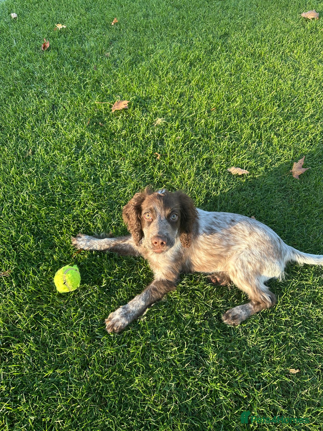Cocker Spaniel dogs for sale: Sadly having to re-home my 5 month old puppy - Advert 10