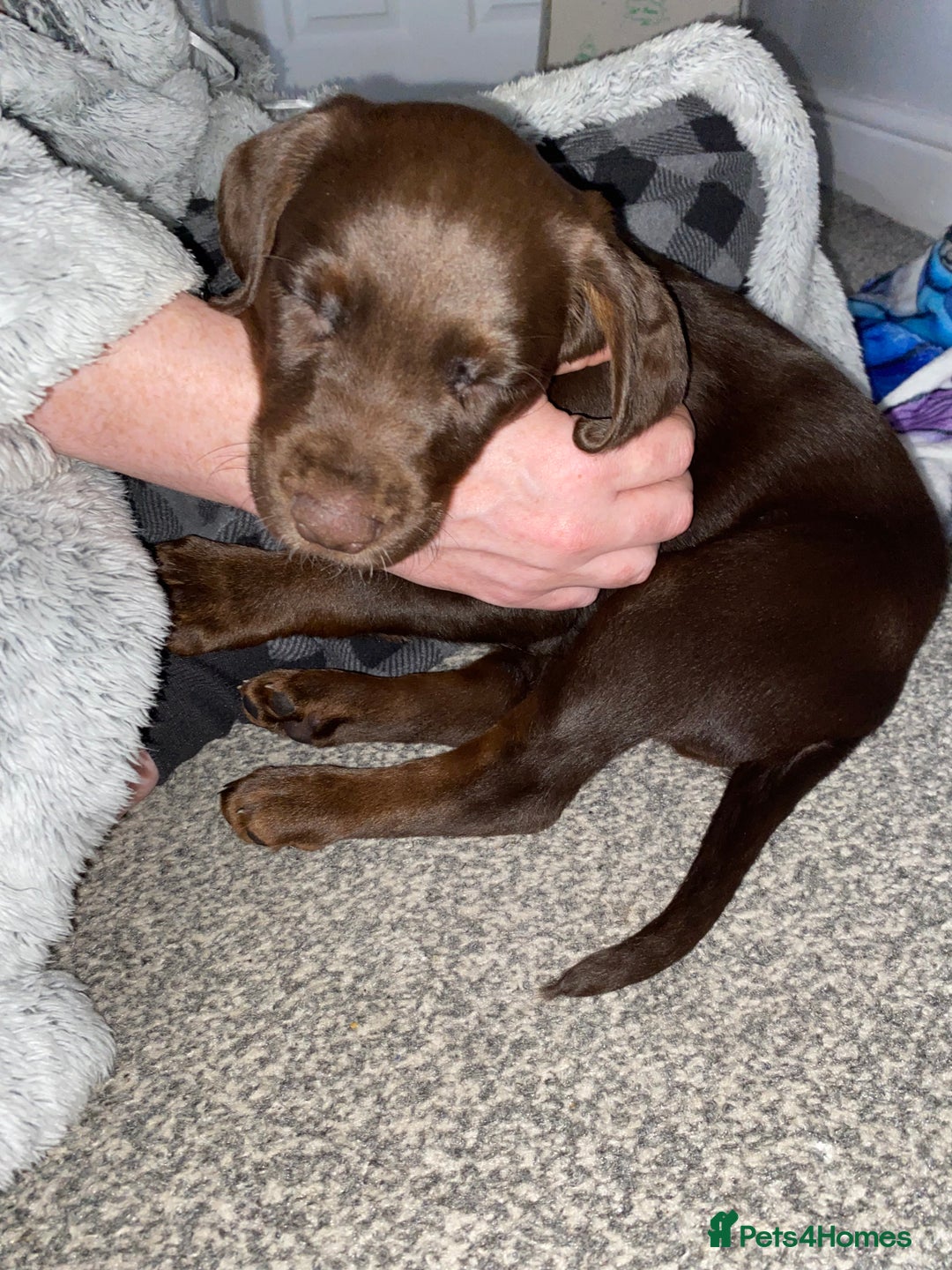 Cockerdor dogs for sale: Cockerdor puppy for sale - Advert 9