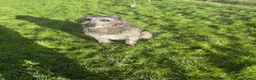 Mixed Breed dogs for sale: Deerhound X Wolfhound puppies  - Advert 20