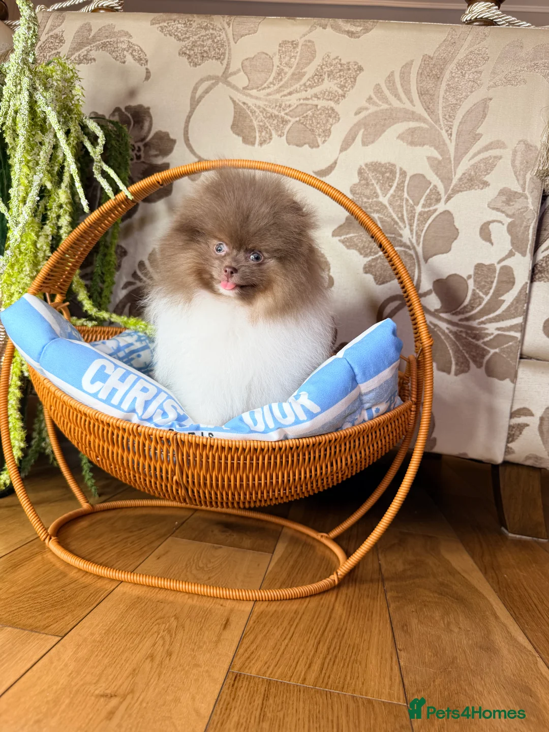 Pomeranian dogs for sale: Cute Pomeranian Boys and Girls  - Advert 20