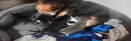 Chihuahua dogs for sale: Male Chihuahua - Advert 4