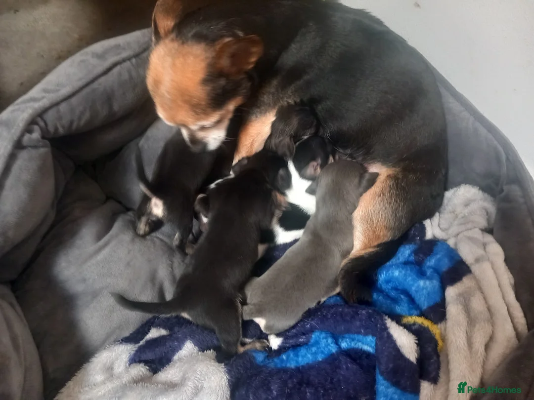 Chihuahua dogs for sale: Male Chihuahua - Advert 4