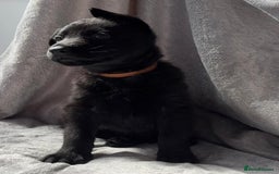 German Shepherd dogs for sale: Exceptional KC Reg DDR GSD Puppies Rare Bloodlines - Image 11