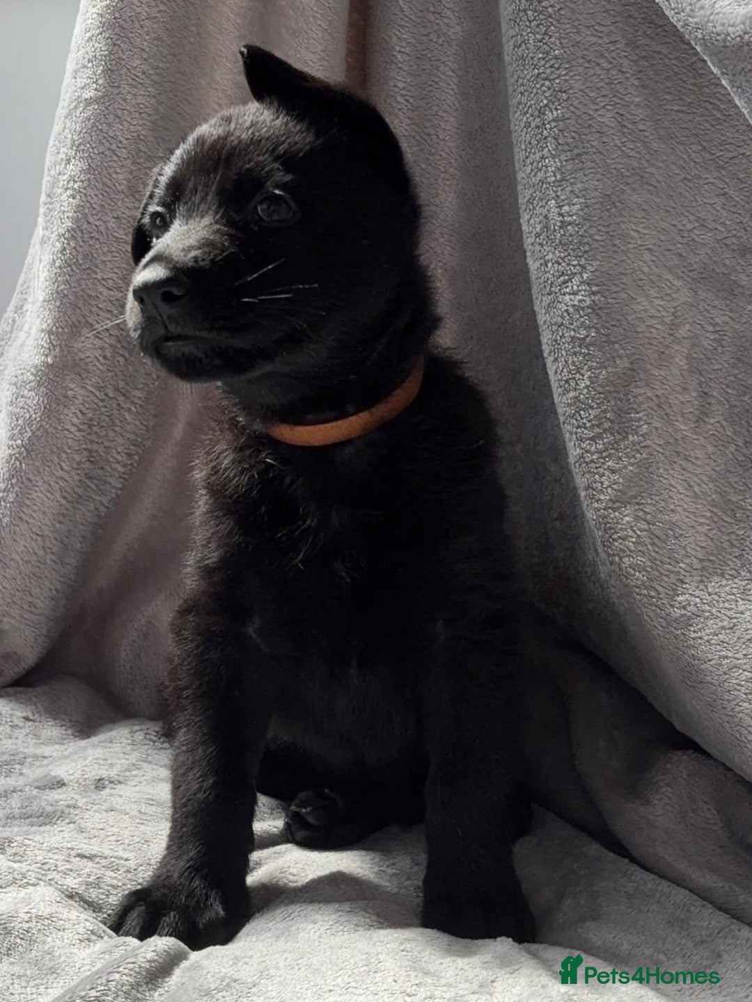 German Shepherd dogs for sale: Exceptional KC Reg DDR GSD Puppies Rare Bloodlines - Image 11