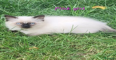 Ragdoll cats - Advert 2