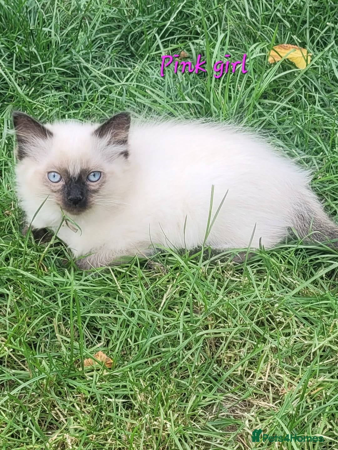 Ragdoll cats for sale: Adorable blue eyed ragdoll kittens - Image 3
