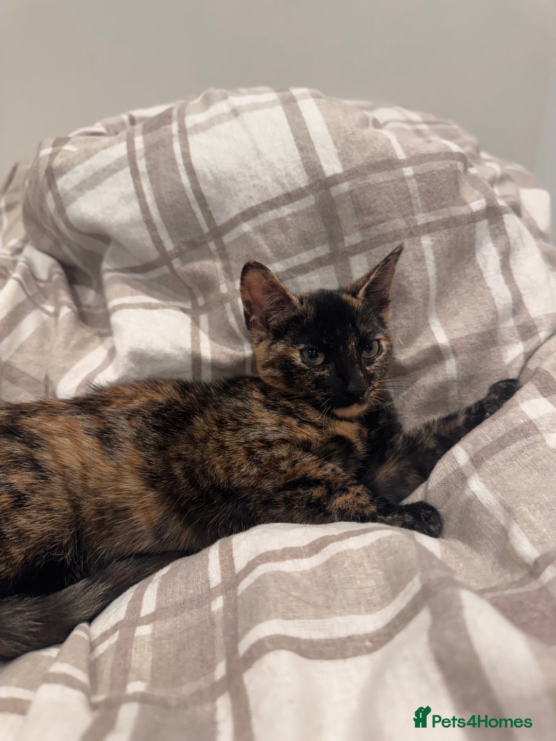 Domestic Shorthair cats for sale: 4 month old kitten - Advert 2