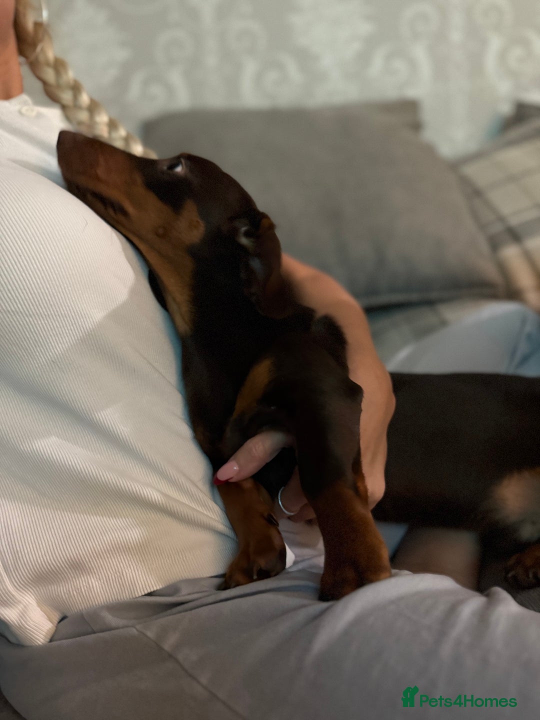 Miniature Dachshund dogs for sale: Gorgeous miniature dachshund  - Image 5