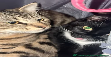 Bengal cats - Advert 15