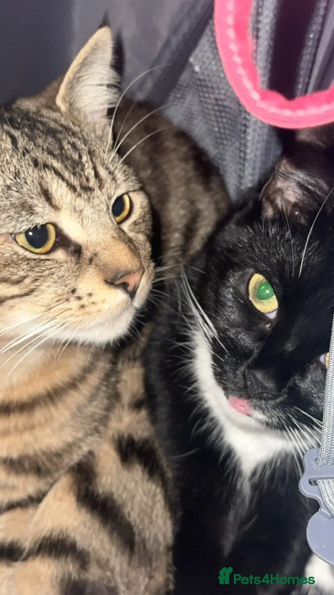 Bengal cats for sale: Beautifully unique Bengal X kittens  - Image 2