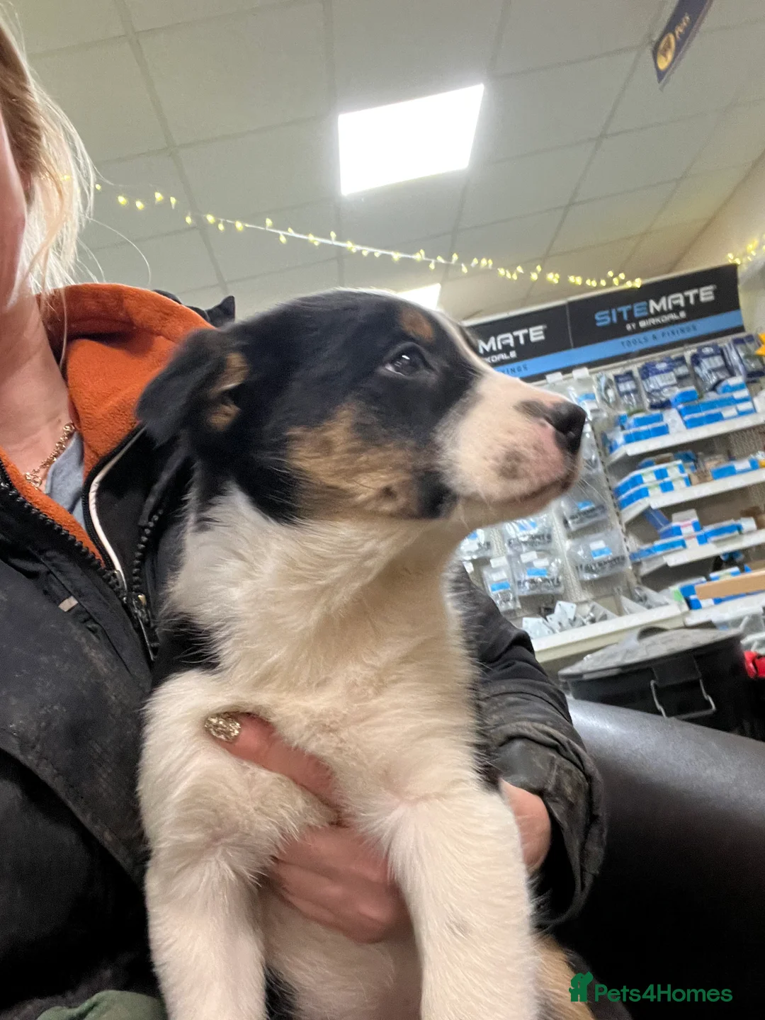 Border Collie dogs for sale: Ted! - Proven Working Border Collie Puppy! - Advert 9