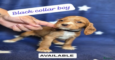 Cocker Spaniel dogs - Advert 14