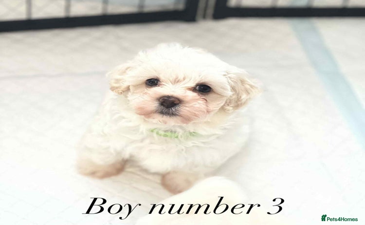 Maltipoo dogs - Advert 1
