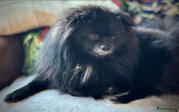Pomeranian dogs for sale: Stunning young male Pomeranian  - Advert 1