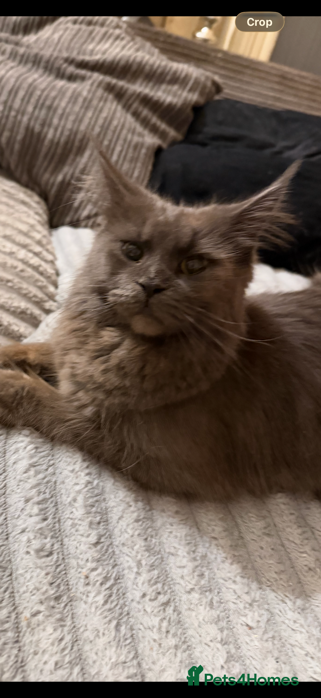 Maine Coon cats for sale: Rare red and white bicolor lMaincoon ready now  - Advert 40