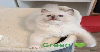 Ragdoll cats - Advert 16