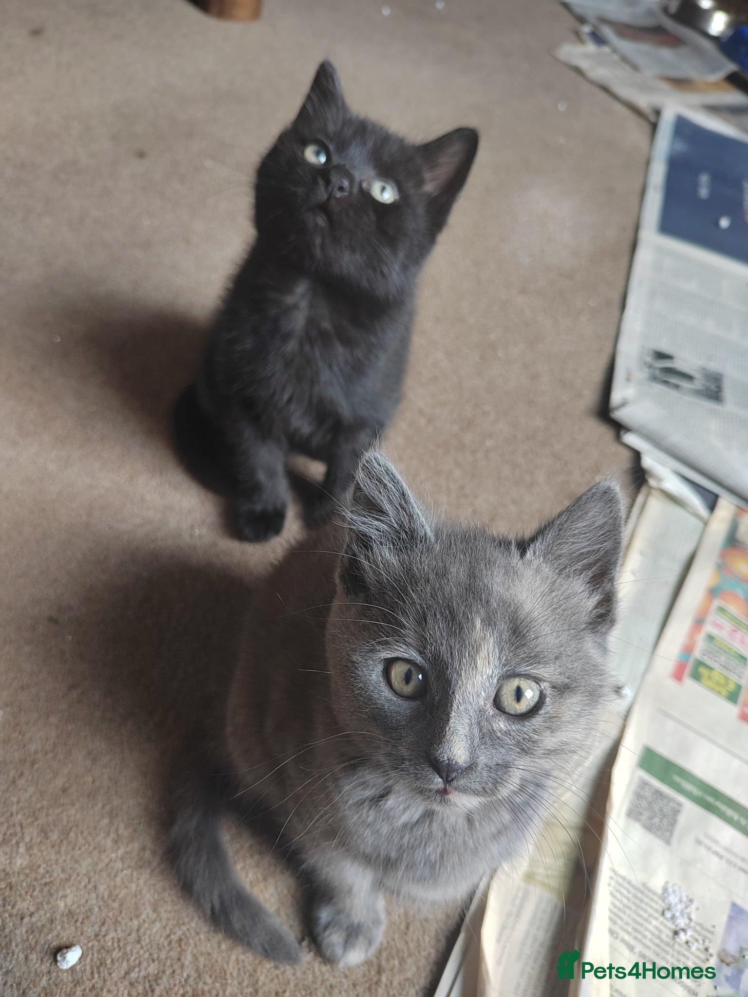 Mixed Breed cats for sale: Beautiful grey, tortoiseshell, black kittens in Wakefield - Advert 6