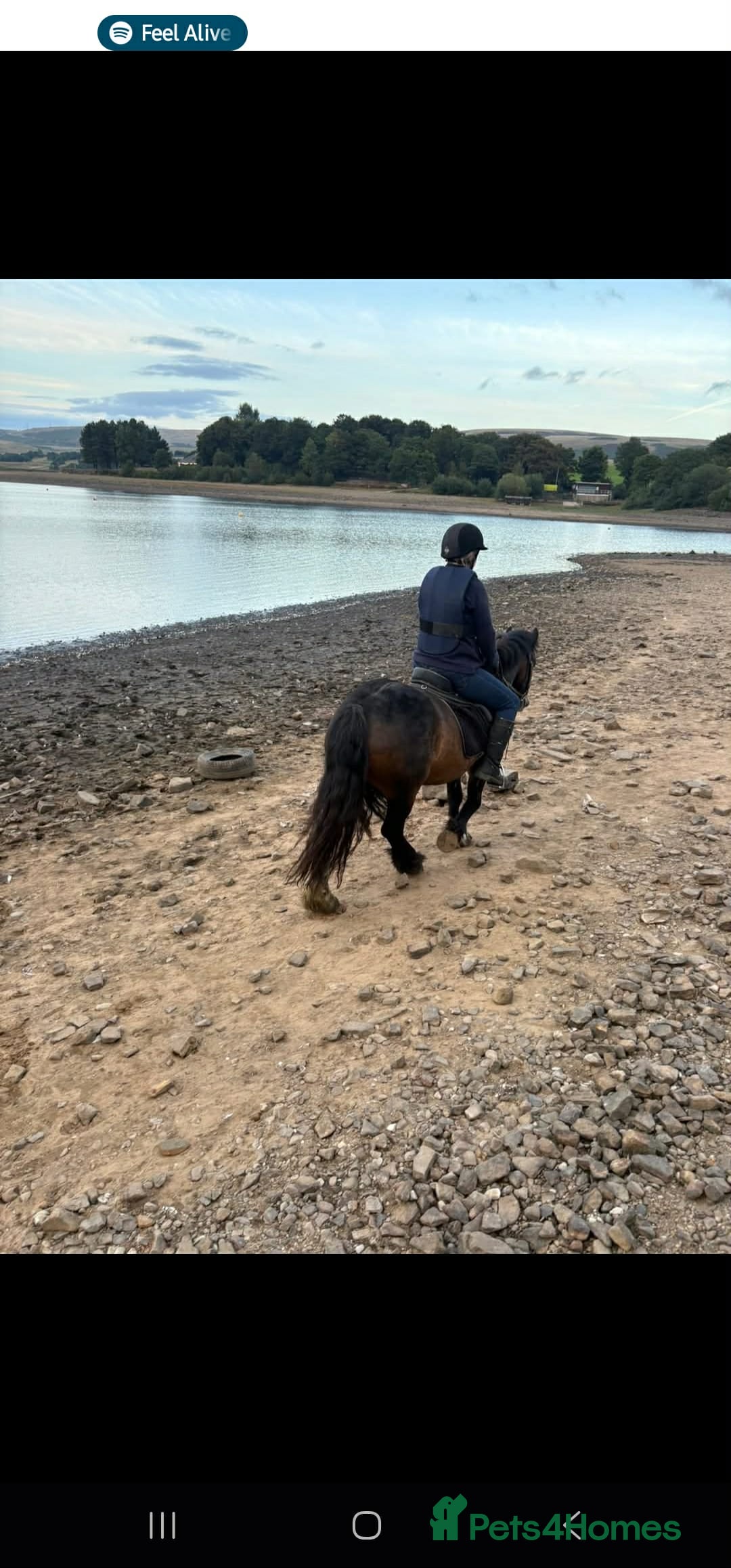 Welsh Section D horses for sale: Apollo, 3 year old gelding - Advert 13