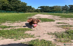 Dachshund dogs for sale: Dexter   - Image 2