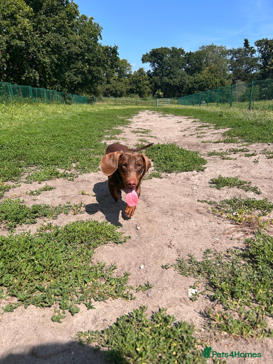 Dachshund dogs for sale: Dexter   - Image 2