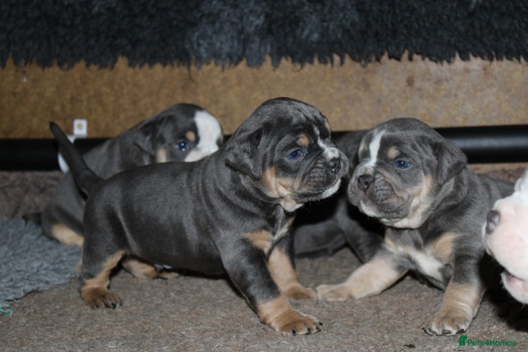 Olde English Bulldogge dogs for sale: Olde English bulldog puppies  - Advert 16