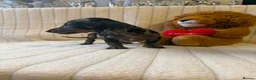 Miniature Dachshund dogs for sale: Miniature dachshund - Advert 7