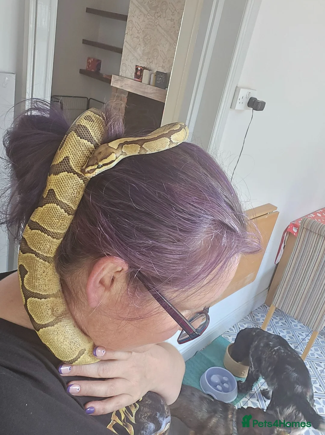 Python Snake reptiles for sale: Beautiful Ball Python - Advert 6