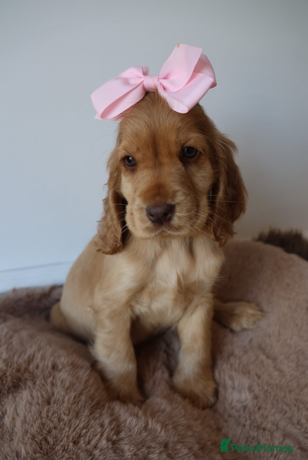 Cocker Spaniel dogs for sale: Stunning SHOW cockers READY TO LEAVE  - Image 17