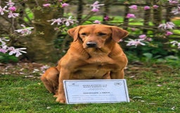 Labrador Retriever dogs for sale: Extensively Health tested Red fox Labradors 🧡 - Image 12