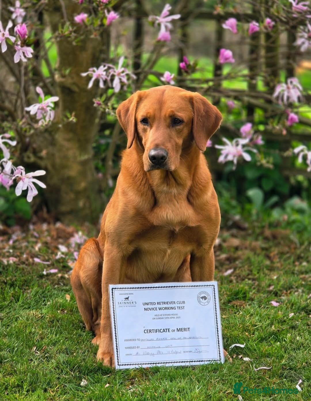 Labrador Retriever dogs for sale: Extensively Health tested Red fox Labradors 🧡 - Image 12