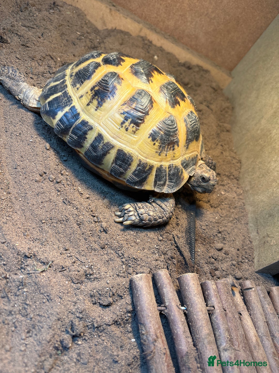Tortoise reptiles for sale: 2 x Female Horsefield Tortoises - Advert 2