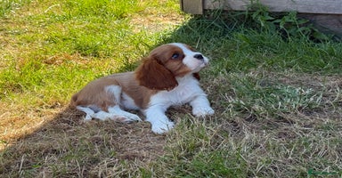 Cavalier King Charles Spaniel dogs - Advert 11