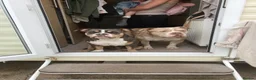 American Bully dogs for sale: Incoming Pocket Bully Puppies! 🐾 - Advert 1