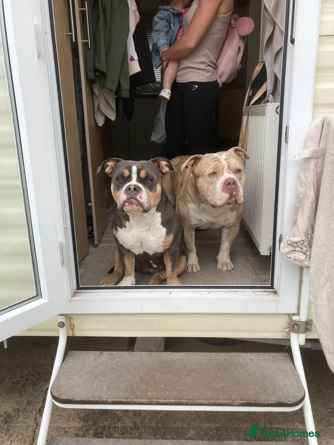 American Bully dogs for sale: Incoming Pocket Bully Puppies! 🐾 - Advert 1