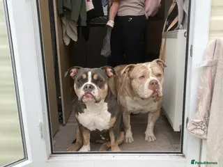 American Bully dogs Incoming Pocket Bully Puppies! 🐾 - Advert 3