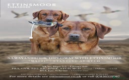 Labrador Retriever dogs for stud: Dark Fox Red Labrador Stud Dog - Image 8