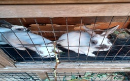 Rex rabbits for sale: Rex baby Rabits - Image 3