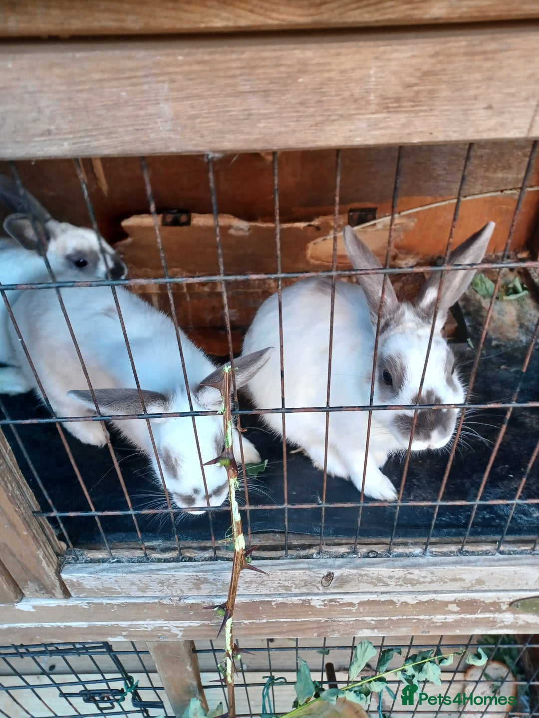 Rex rabbits for sale: Rex baby Rabits - Image 3