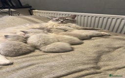 Ragdoll cats for sale: Ragdoll Blue pointed kitten Ready to go  - Image 7