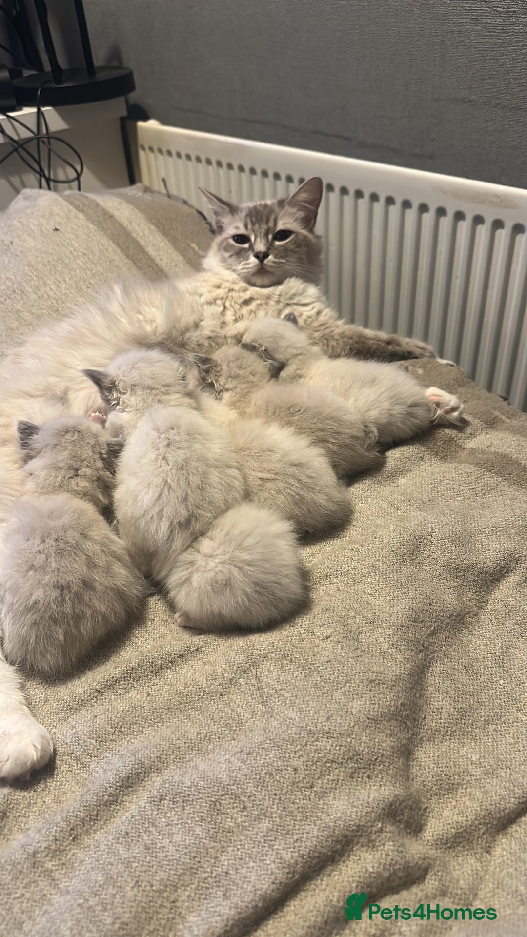Ragdoll cats for sale: Ragdoll Blue pointed kitten Ready to go  - Image 7