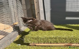 Savannah cats for sale: Savannah Kittens - Image 19