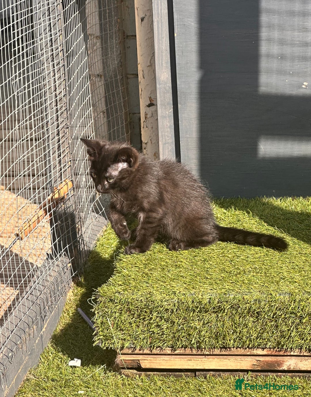 Savannah cats for sale: Savannah Kittens - Image 19