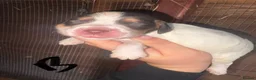 Sprocker dogs for sale: Puppy’s  - Advert 11