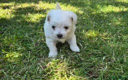 Maltese dogs for sale: 💙 Adorable Maltese Puppies for Sale - Image 2