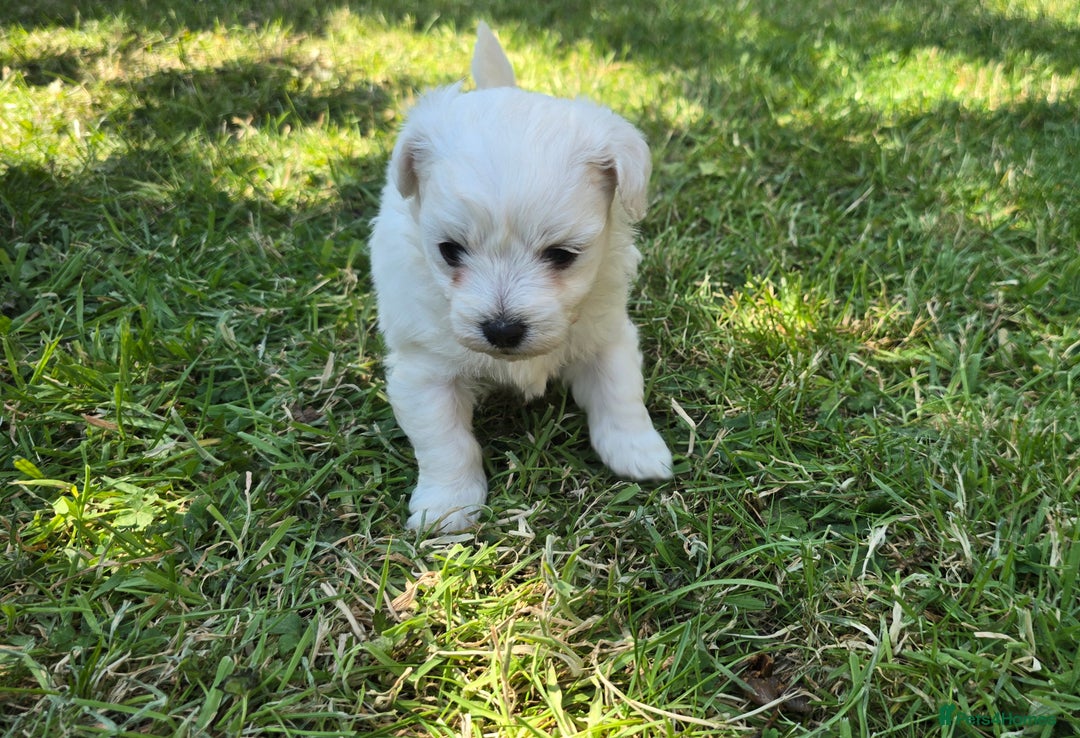 Maltese dogs for sale: 💙 Adorable Maltese Puppies for Sale - Image 2