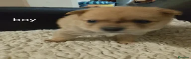 Pomchi 1
