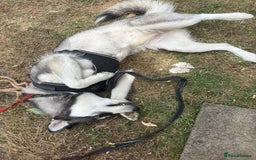 Siberian Husky dogs for sale: Siberian husky very friendly  - Image 3