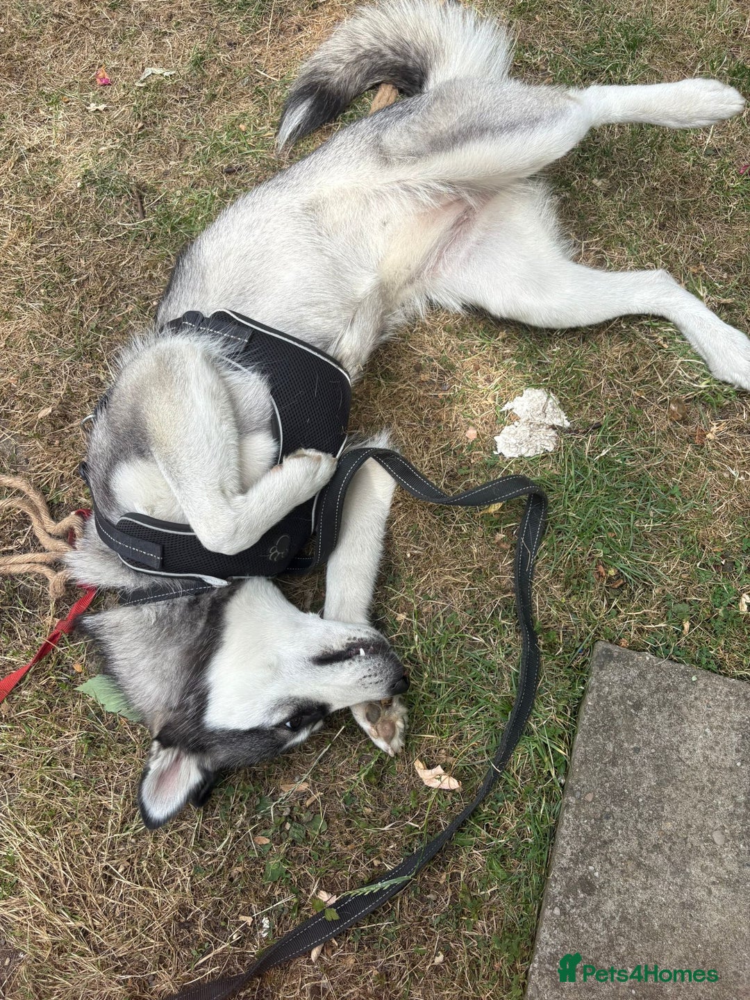 Siberian Husky dogs for sale: Siberian husky very friendly  - Image 3