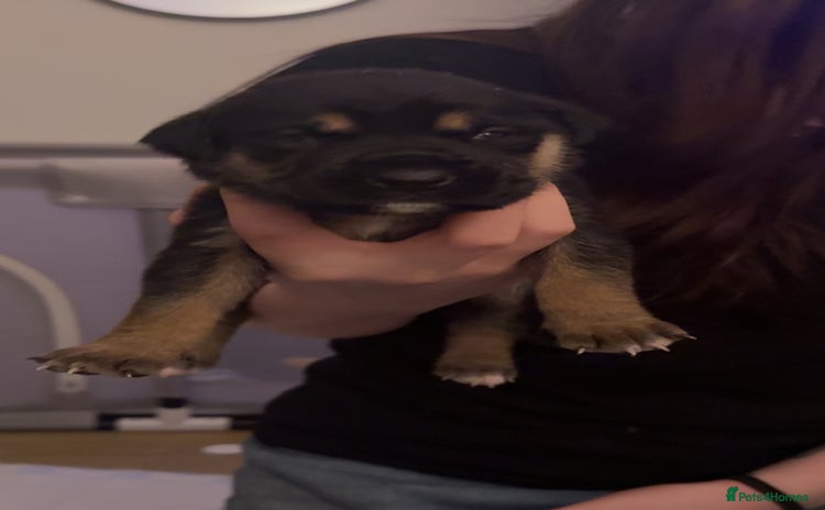 Mixed Breed birds German shepherd x cane corso pups!  - Advert 1